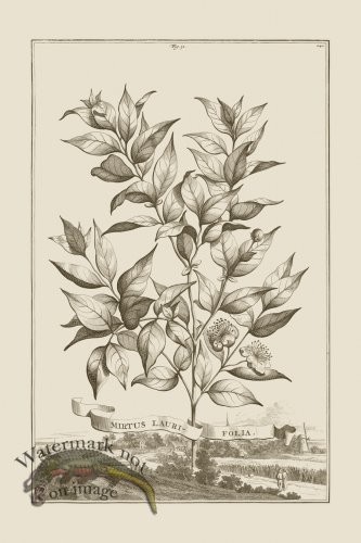 (image for) Abraham Munting 031