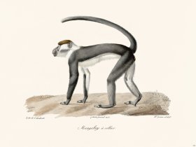 Cuvier 346 Mangabey With Callier