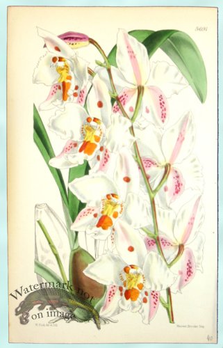 (image for) Curtis Orchids 22
