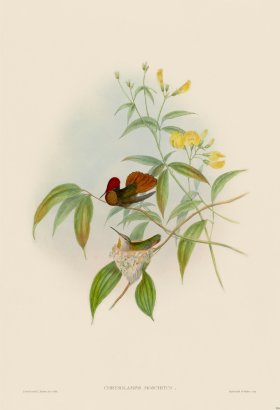 Gould Hummingbird 204