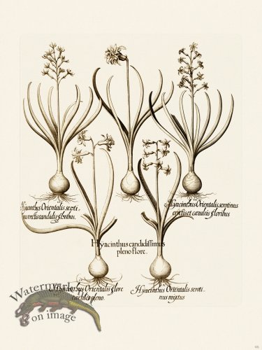 (image for) Besler 046 B1