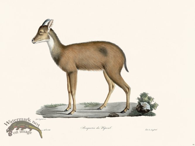 (image for) Cuvier 046 Nerol Ibex