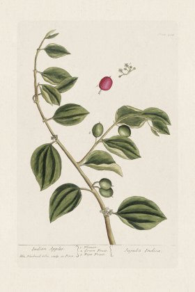 BEE 388 Indian Apples