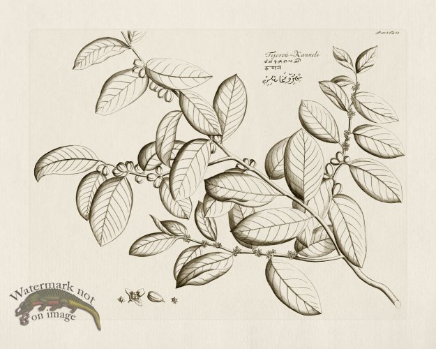 (image for) HORTUS VOl 05 50