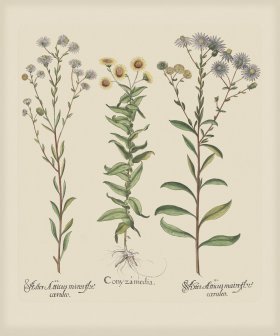 Besler 215 Colored B2