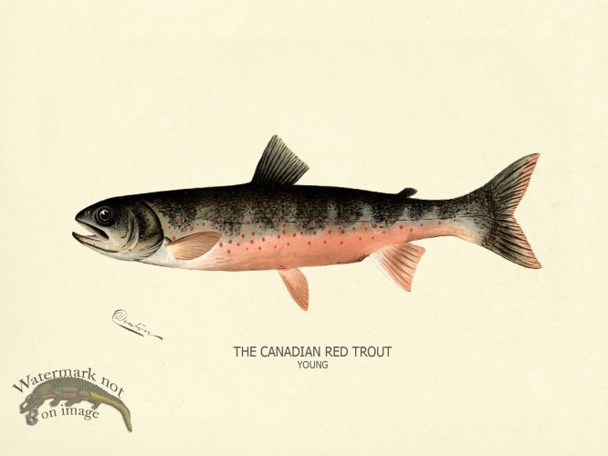 (image for) Trout - Canadian Red Young