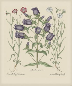 Besler 153 Colored B2