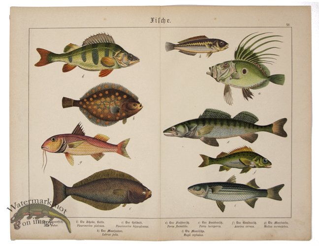 (image for) Flounder Perch 