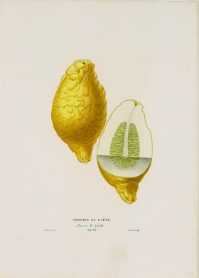 Poiteau Citrus 20