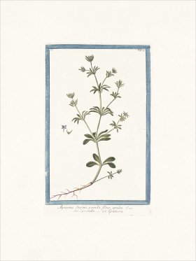 Bonelli 079 Rubia parva