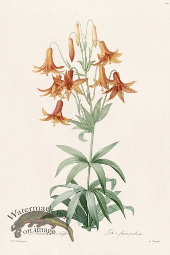 (image for) Les Liliacees Redoute 301