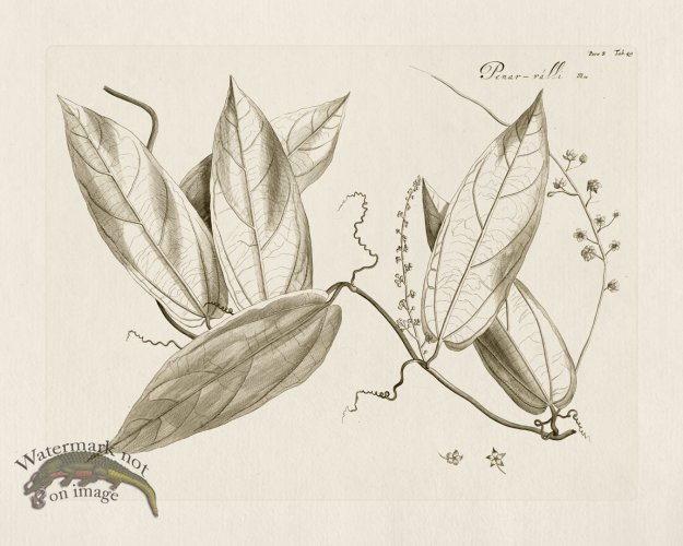 (image for) HORTUS VOl 08 49