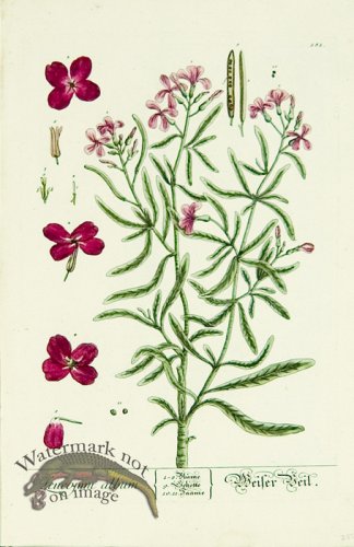 (image for) Blackwell German 133