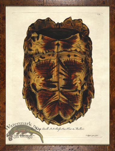 (image for) Turtle Shell Burl 09