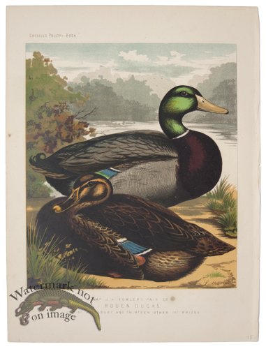 (image for) Rouen Duck