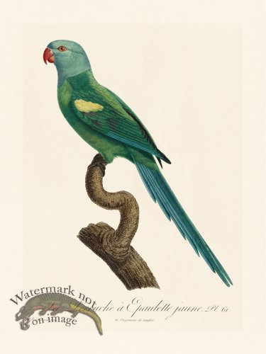 (image for) Barraband Parrot 061
