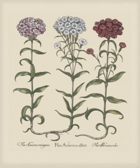 Besler 253 Colored B2