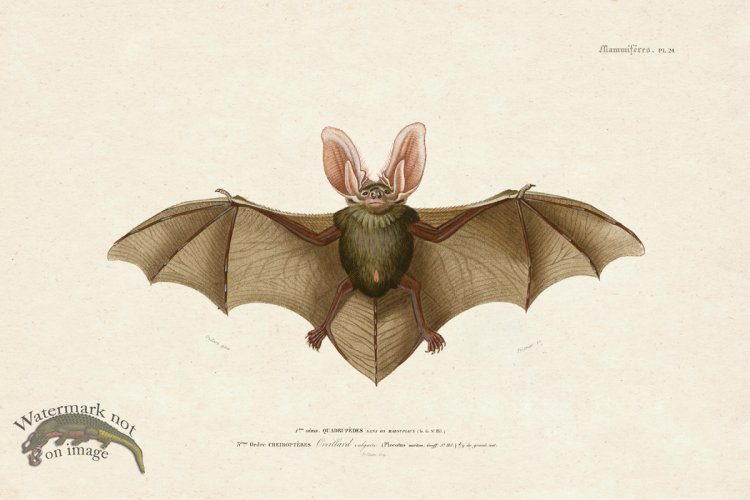 (image for) FNH 24 Brown Long Earred Bat