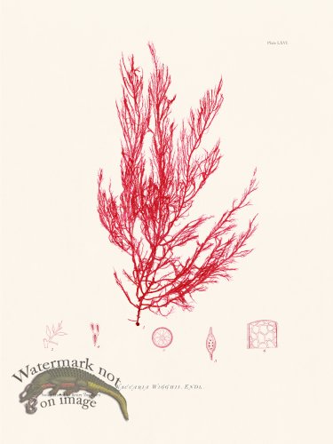 (image for) Bradbury Seaweed 066