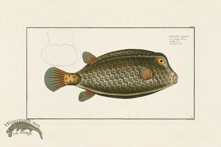 (image for) BLOCH FISH 137