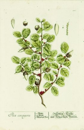 Blackwell German 112