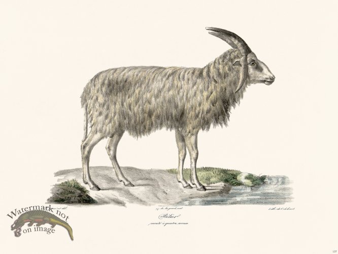 (image for) Cuvier 137 Aries