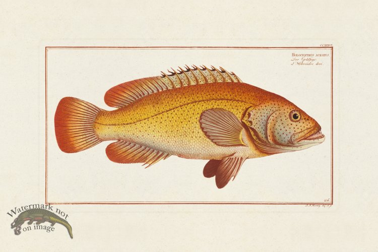 (image for) BLOCH FISH 236