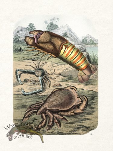 (image for) Shell BOTW 12