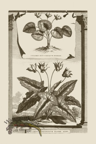 (image for) Abraham Munting 147