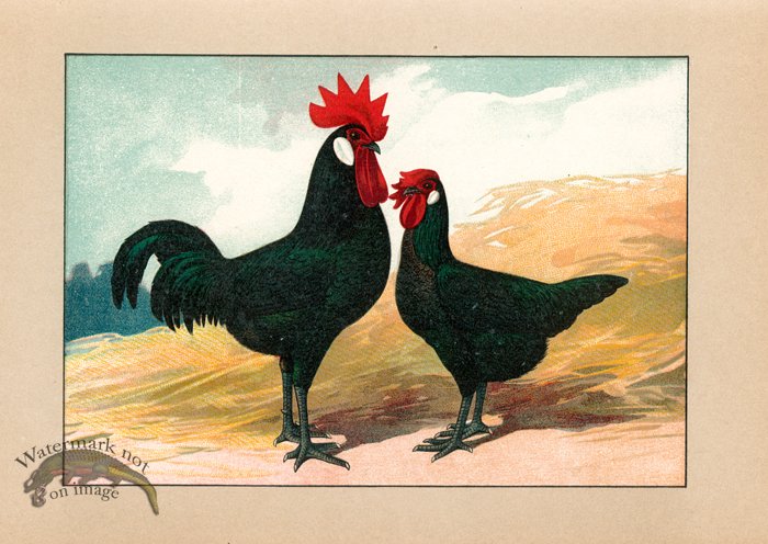 (image for) Chicken 50