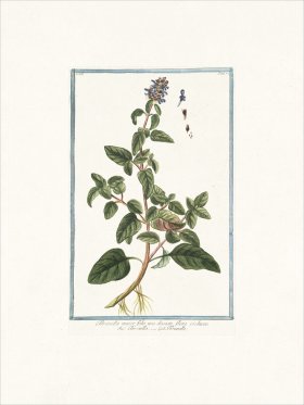 Bonelli 232 Carpenter's herb