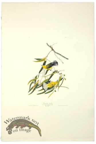 (image for) Prothonotary Warbler