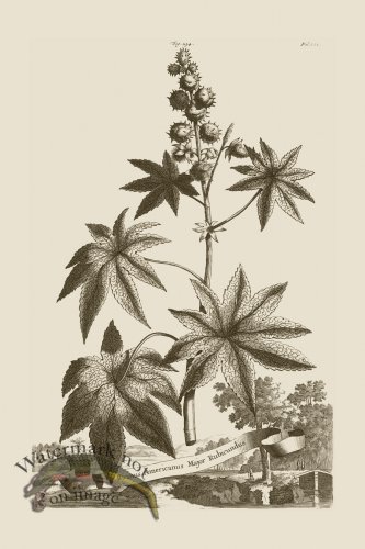 (image for) Abraham Munting 234