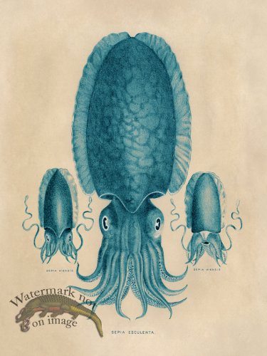 (image for) Octopus Teal 04