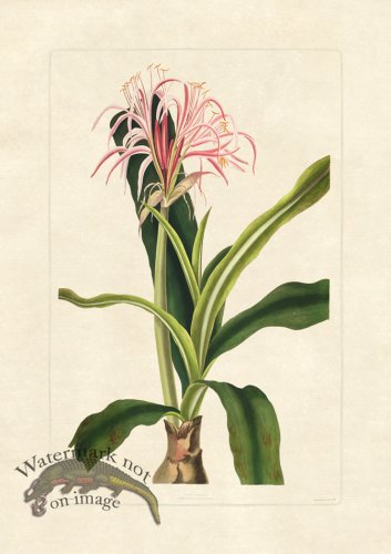 (image for) Edward bury 30