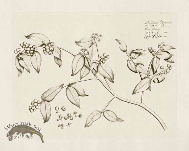 (image for) HORTUS VOl 05 20