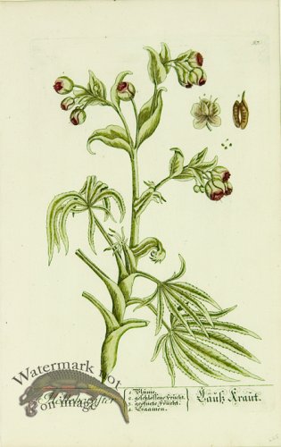 Blackwell German 073