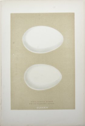 Morris_Eggs_27