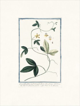 Bonelli 371 Passion flower