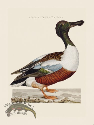 (image for) Nozeman Bird 043