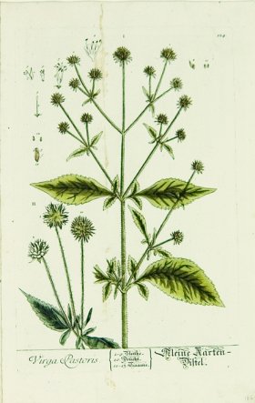 Blackwell German 055