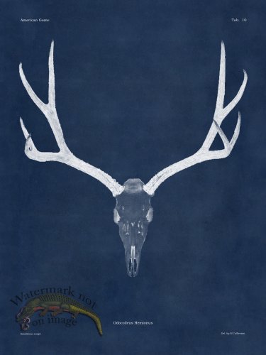 (image for) Blue Bones 10 Mule Deer