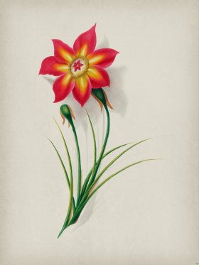 Andean Botanicals 019