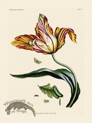 (image for) Wilkes Butterflies 055