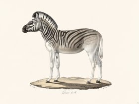 Cuvier 072 Female Dawn