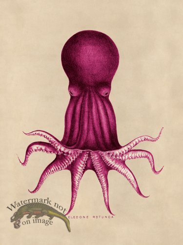 (image for) Octopus Pink 08