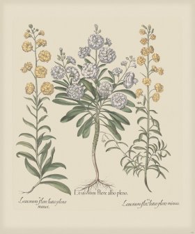 Besler 169 Colored B2