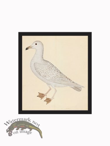 Rudbeck CFA_BF 25 WHITE GULL