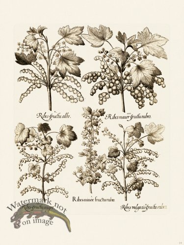 (image for) Besler 014 B1