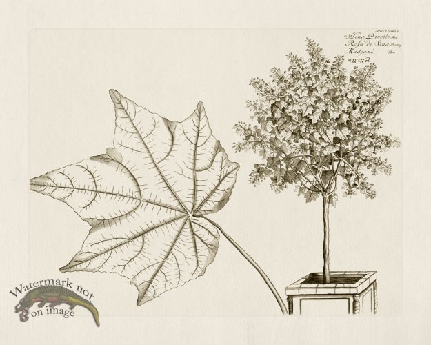 (image for) HORTUS VOl 06 38